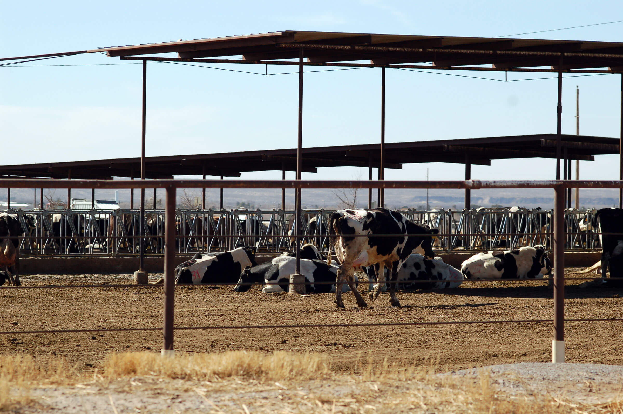Featured image for “Webinar: Greenwashing and Factory Farm Biogas in Delaware”