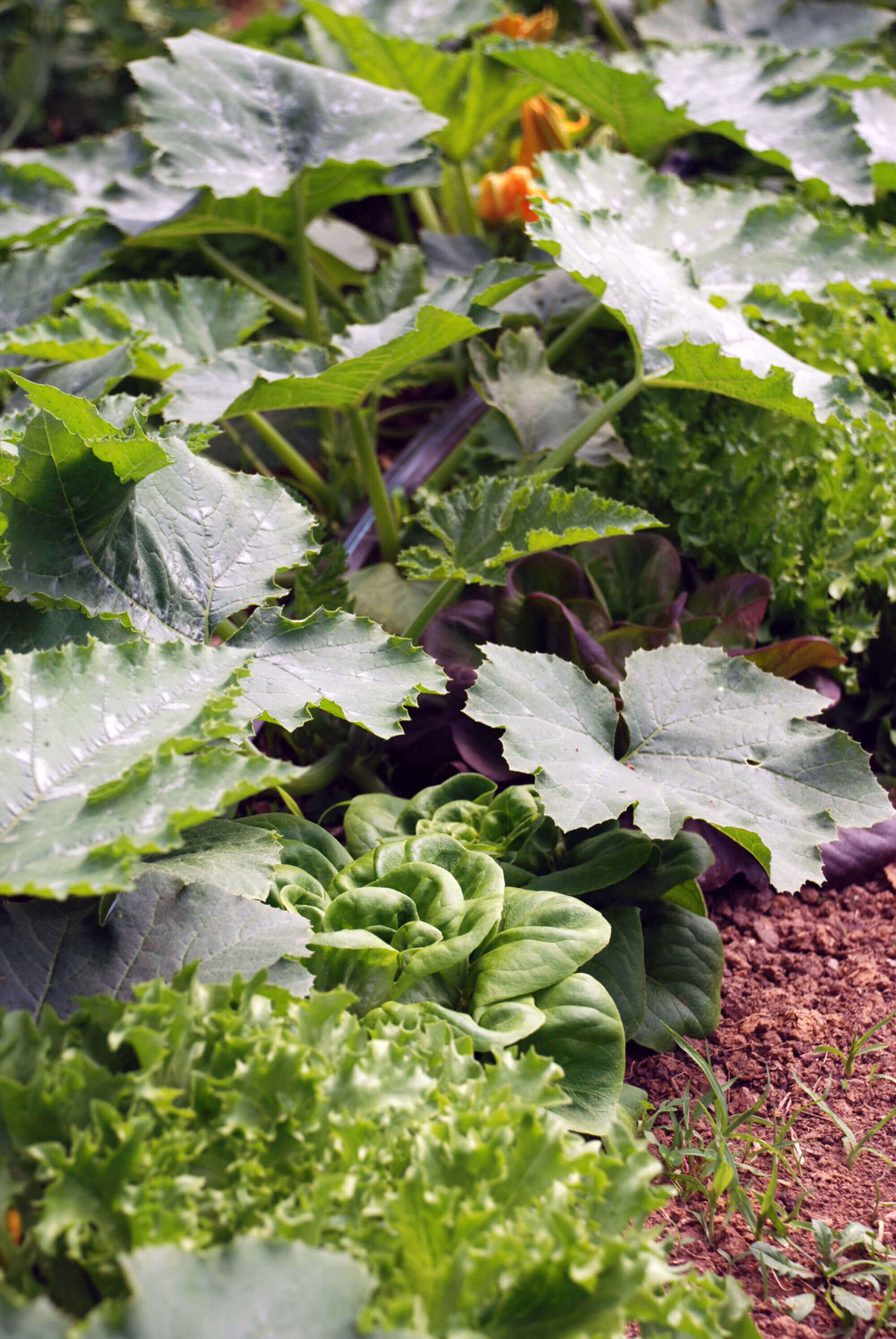Featured image for “Food & Farm Network”
